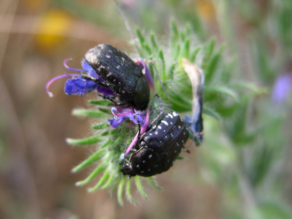 In Abruzzo ...Oxythyrea funesta